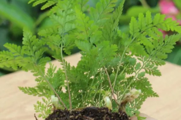 让狼尾蕨爆盆的方法，生长期每隔半个月追肥一次