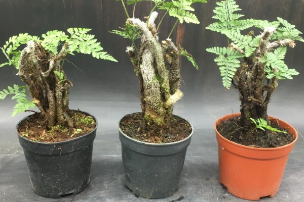 让狼尾蕨爆盆的方法，生长期每隔半个月追肥一次