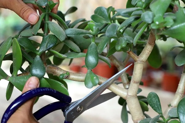 玉树怎么修剪,休眠期间将枝条短截10-25厘米