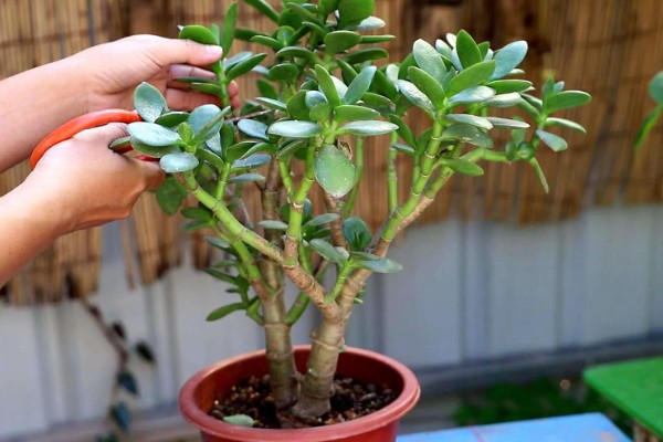 玉树怎么修剪,休眠期间将枝条短截10-25厘米