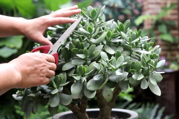 玉树怎么修剪,休眠期间将枝条短截10-25厘米