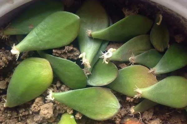 玉树怎么修剪,休眠期间将枝条短截10-25厘米