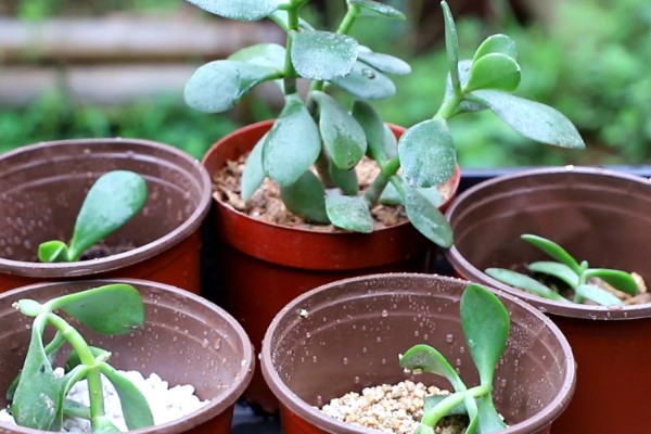 玉树怎么修剪,休眠期间将枝条短截10-25厘米