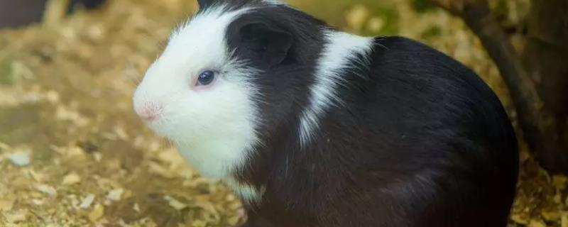 荷兰猪什么时候可以洗澡，荷兰猪可以洗澡