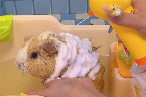 荷兰猪什么时候可以洗澡，荷兰猪可以洗澡