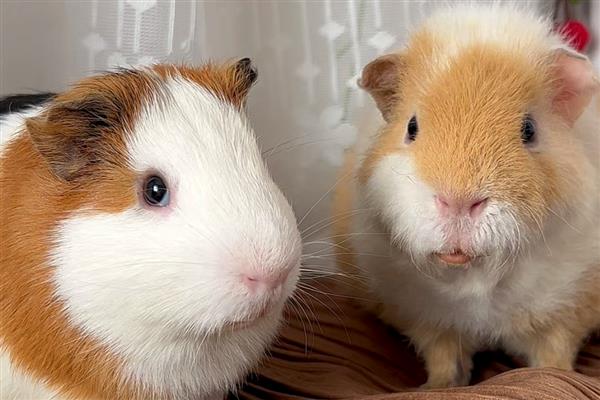 荷兰猪什么时候可以洗澡，荷兰猪可以洗澡