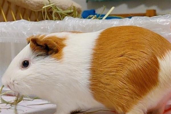 荷兰猪什么时候可以洗澡，荷兰猪可以洗澡