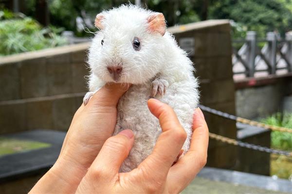 荷兰猪什么时候可以洗澡，荷兰猪可以洗澡