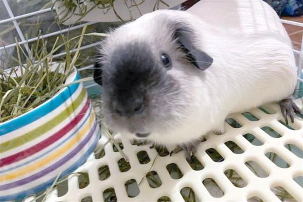 荷兰猪什么时候可以洗澡，荷兰猪可以洗澡