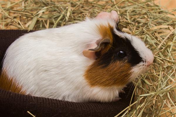 荷兰猪什么时候可以洗澡，荷兰猪可以洗澡