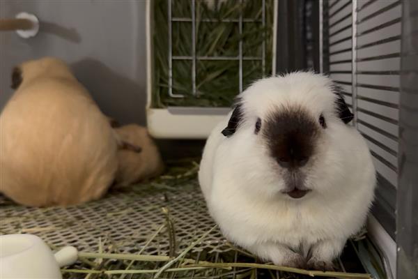 荷兰猪什么时候可以洗澡，荷兰猪可以洗澡