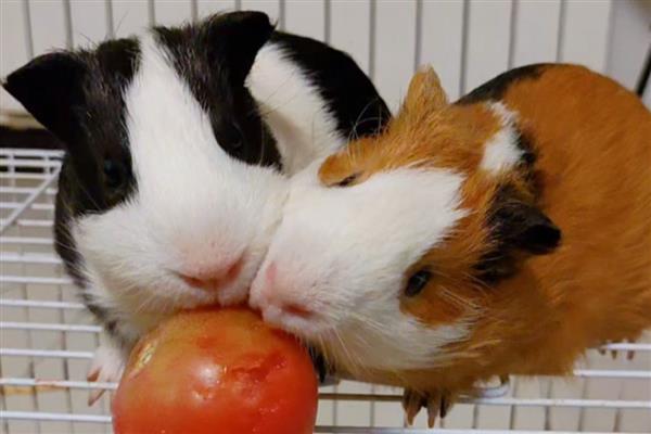 荷兰猪什么时候可以洗澡，荷兰猪可以洗澡