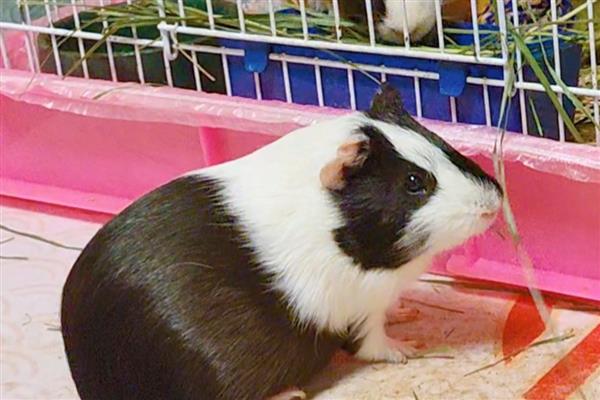 荷兰猪什么时候可以洗澡，荷兰猪可以洗澡