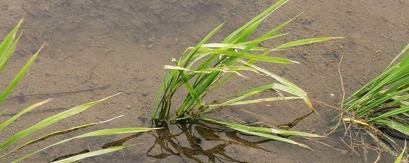 春季还是夏季插秧，插秧需要在夏季进行