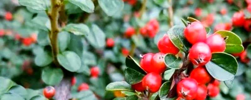 平枝栒子与珍珠荀子的区别，二者没有区别