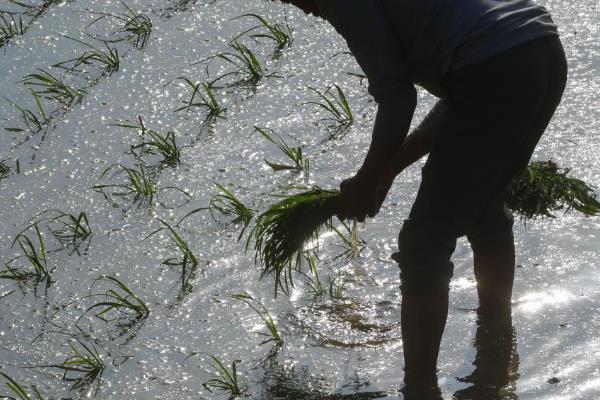 春季还是夏季插秧,插秧需要在夏季进行