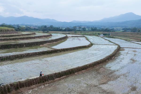 春季还是夏季插秧,插秧需要在夏季进行