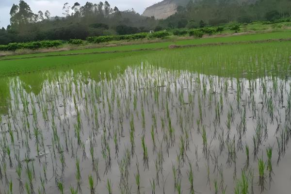 春季还是夏季插秧,插秧需要在夏季进行