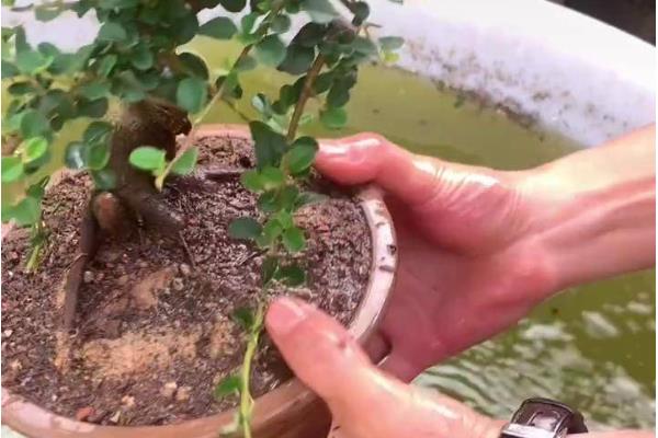 平枝栒子与珍珠荀子的区别，二者没有区别