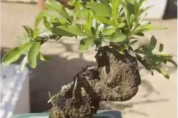 平枝栒子与珍珠荀子的区别，二者没有区别