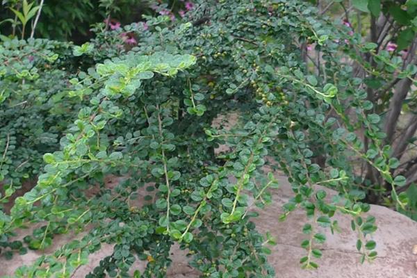 平枝栒子与珍珠荀子的区别，二者没有区别