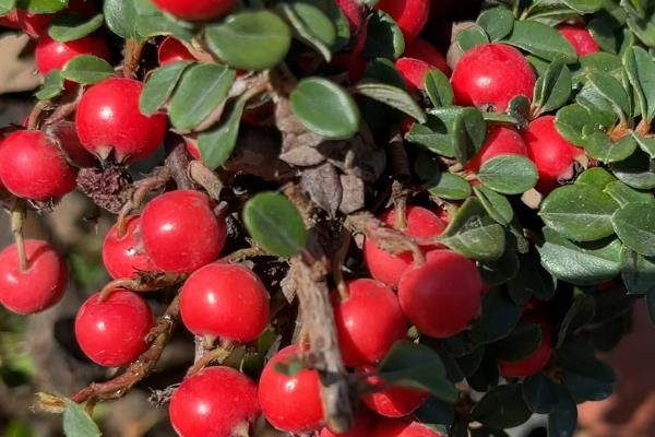 平枝栒子与珍珠荀子的区别，二者没有区别