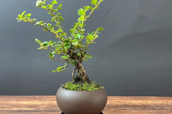 平枝栒子与珍珠荀子的区别，二者没有区别