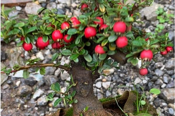 平枝栒子与珍珠荀子的区别，二者没有区别