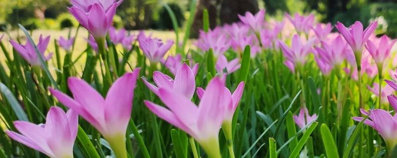 韭兰叶子发黄如何解决，缺少阳光时要让它接受全日照