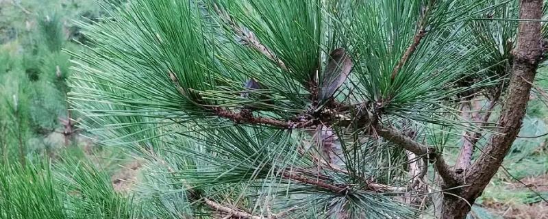 黑松的养殖方法，生长期每隔3-5天表土见干浇水