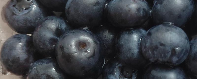 蓝莓有什么品种，主要分为半高丛蓝莓、矮丛蓝莓等4个类型