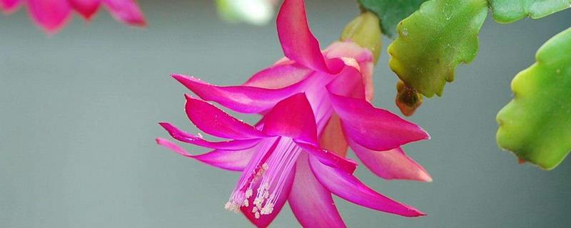 蟹爪兰怎样栽培，华鹏一般比植株大一圈即可