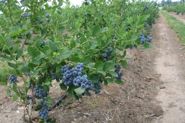 蓝莓有什么品种,主要分为半高丛蓝莓、矮丛蓝莓等4个类型