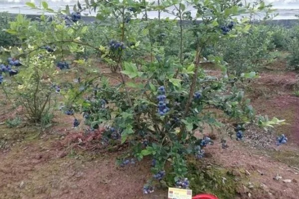 蓝莓有什么品种,主要分为半高丛蓝莓、矮丛蓝莓等4个类型