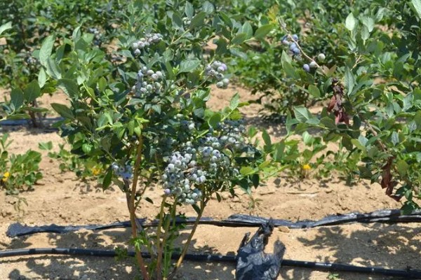 蓝莓有什么品种,主要分为半高丛蓝莓、矮丛蓝莓等4个类型