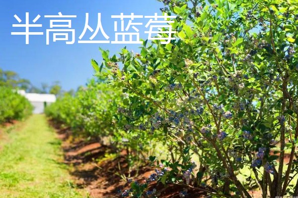 蓝莓有什么品种,主要分为半高丛蓝莓、矮丛蓝莓等4个类型