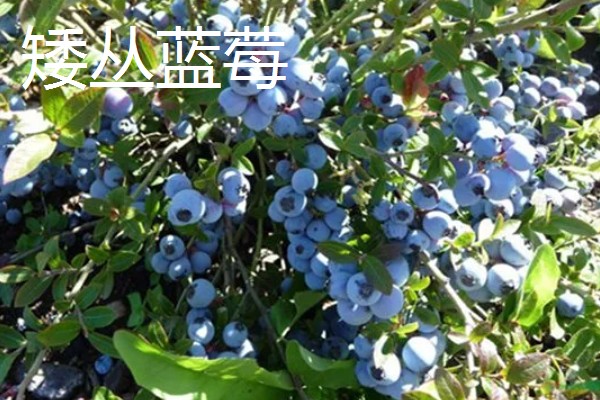 蓝莓有什么品种,主要分为半高丛蓝莓、矮丛蓝莓等4个类型