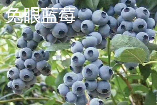 蓝莓有什么品种,主要分为半高丛蓝莓、矮丛蓝莓等4个类型