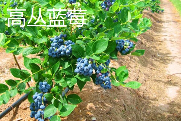 蓝莓有什么品种,主要分为半高丛蓝莓、矮丛蓝莓等4个类型