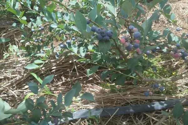 蓝莓有什么品种,主要分为半高丛蓝莓、矮丛蓝莓等4个类型