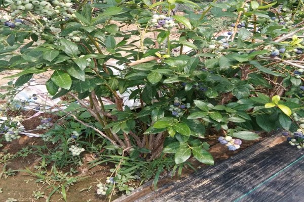 蓝莓有什么品种,主要分为半高丛蓝莓、矮丛蓝莓等4个类型