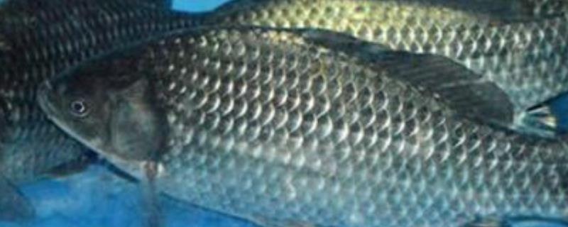 秋季钓鲫鱼用哪种味型的饵料，初秋仍要用清淡的饵料