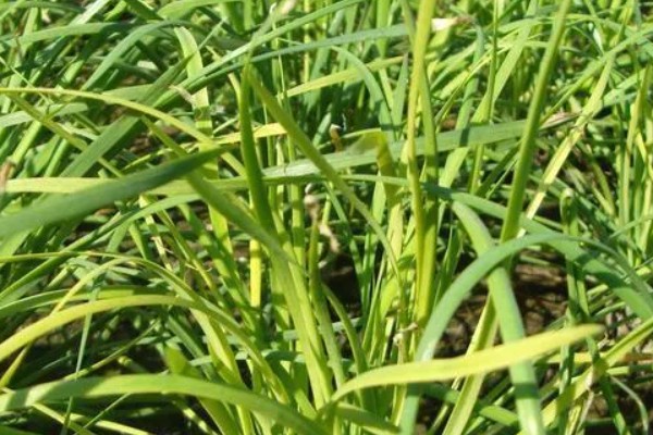 韭兰叶子发黄如何解决,缺少阳光时要让它接受全日照