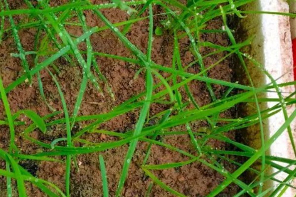 韭兰叶子发黄如何解决,缺少阳光时要让它接受全日照