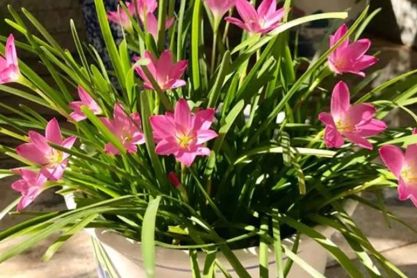 韭兰叶子发黄如何解决,缺少阳光时要让它接受全日照