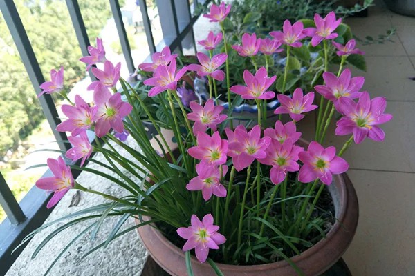 韭兰叶子发黄如何解决,缺少阳光时要让它接受全日照