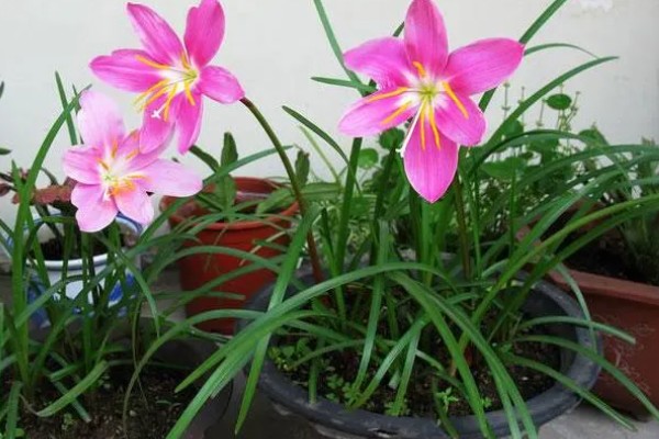 韭兰叶子发黄如何解决,缺少阳光时要让它接受全日照