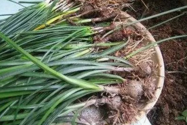 韭兰叶子发黄如何解决,缺少阳光时要让它接受全日照