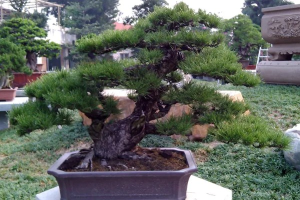 黑松的养殖方法，生长期每隔3-5天表土见干浇水