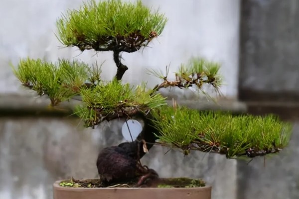 黑松的养殖方法，生长期每隔3-5天表土见干浇水